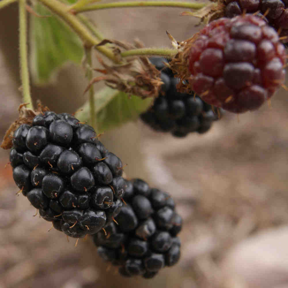 Brombær - Rubus 'Navaho®' 5L