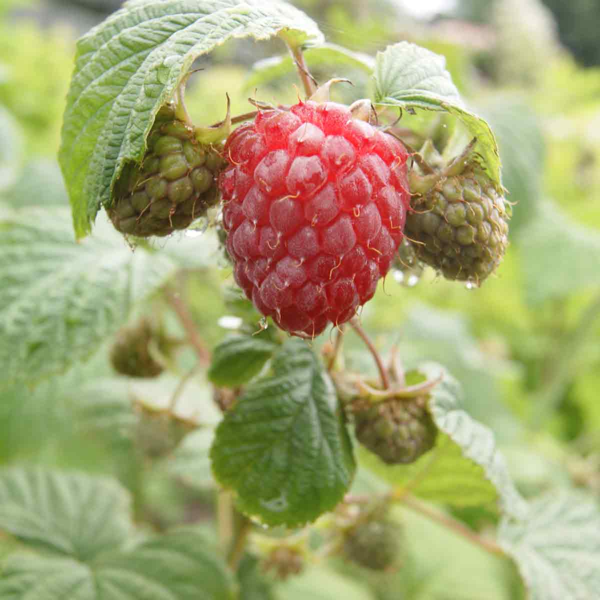 Rubus Glen Ample 5.5L pot