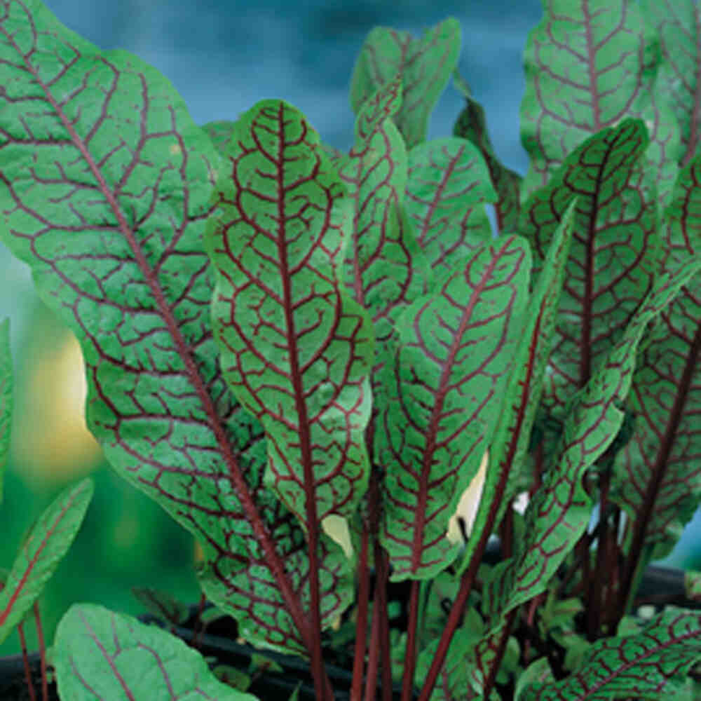 Rumex sanguinea p9