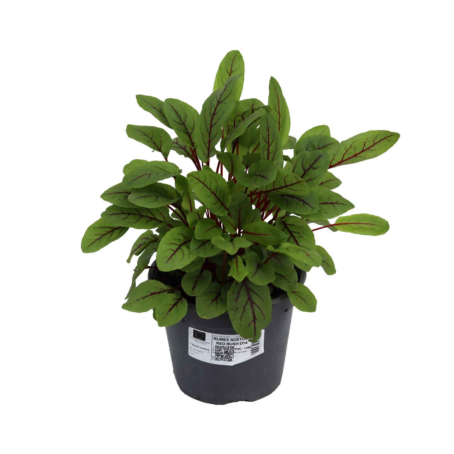 Rumex Acetosa Red Bush D14