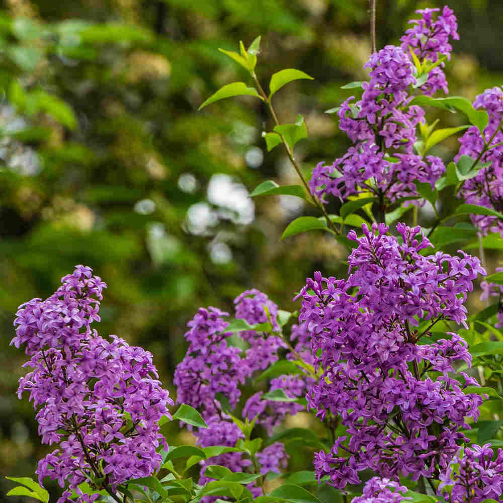 Syringa Bloomerang® 'Dark Purple' 5L.