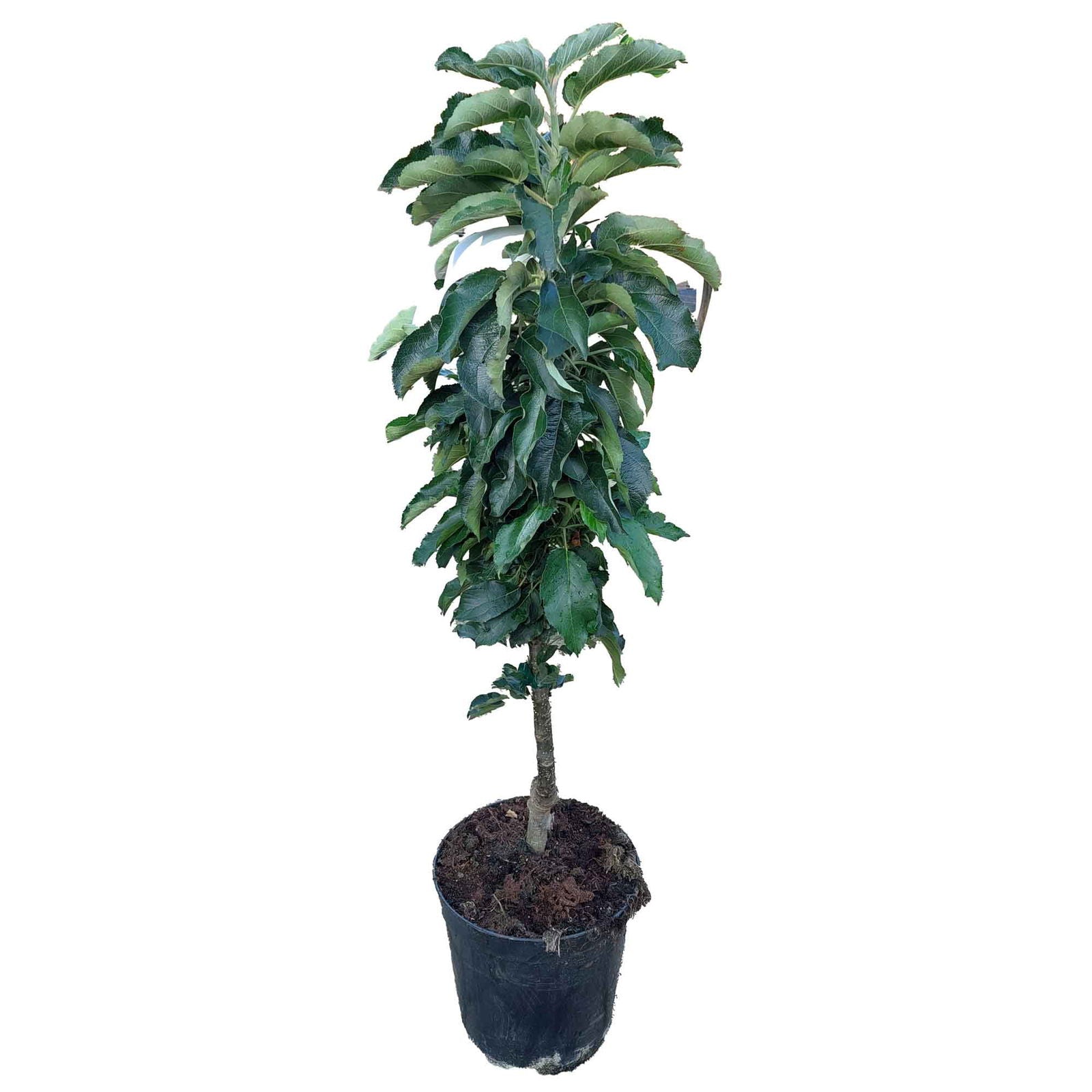 Greencats® Malus Domestica IC 50/80CM M-7