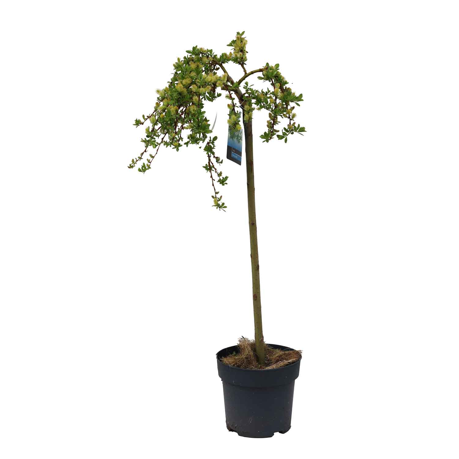 Bjergpil - Salix arbuscula C3 60cm st