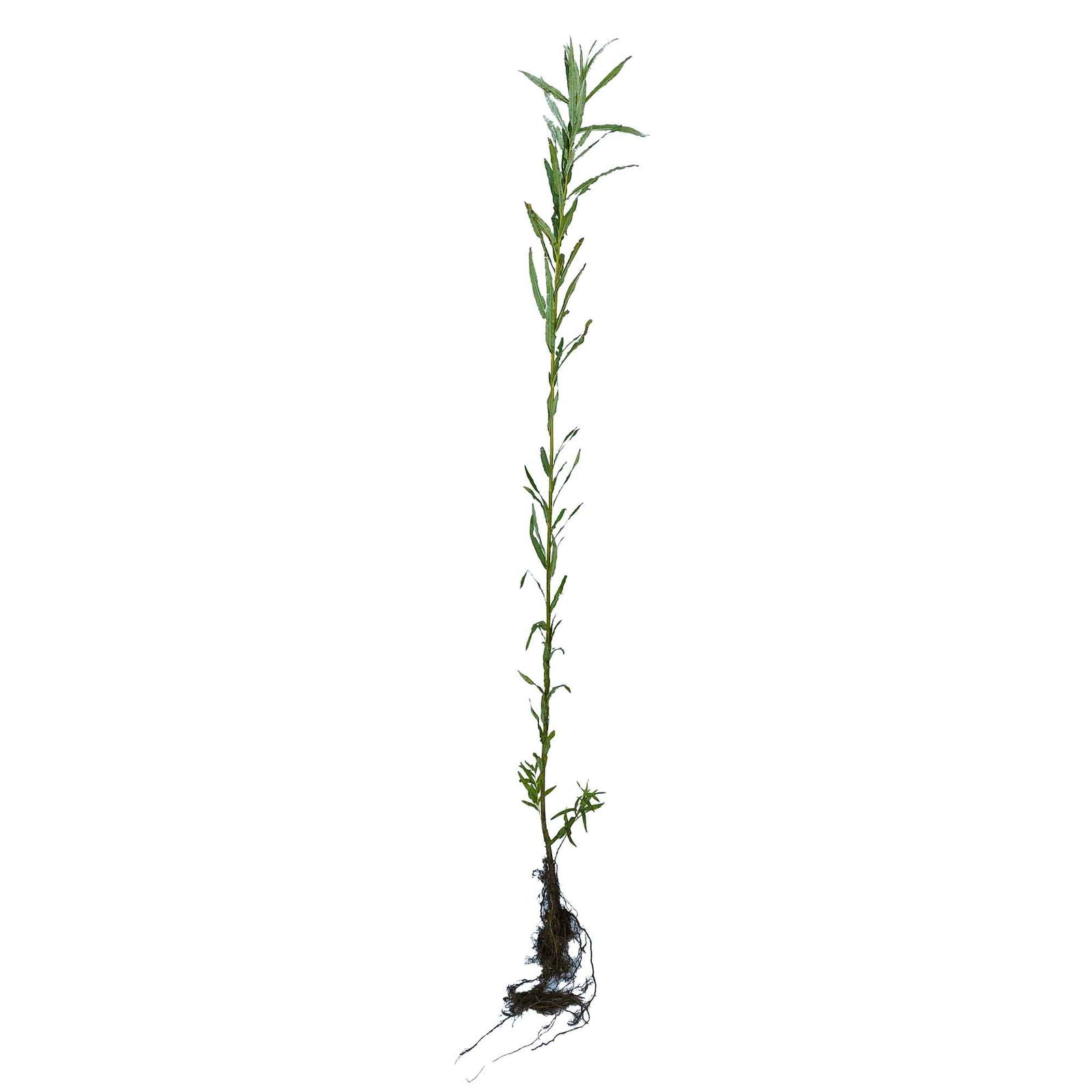 Salix viminalis KLON 78-173 0/1 60-100 CM