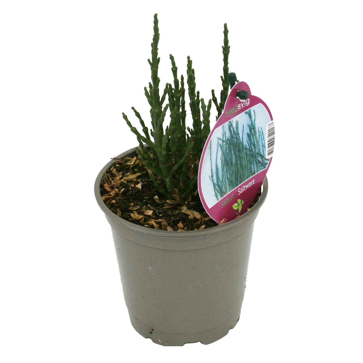 Salicornia europaea 12 cm