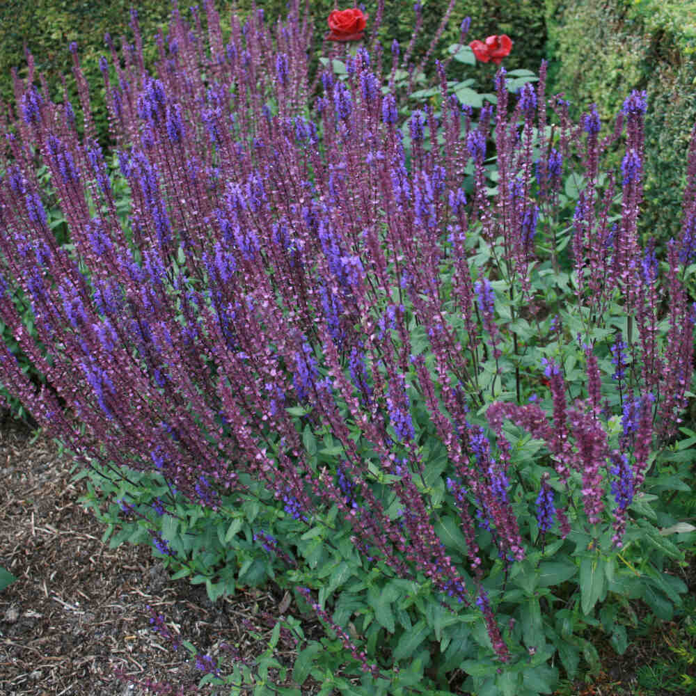 Salvia nemorosa 'Caradonna'  1L / 13cm cm