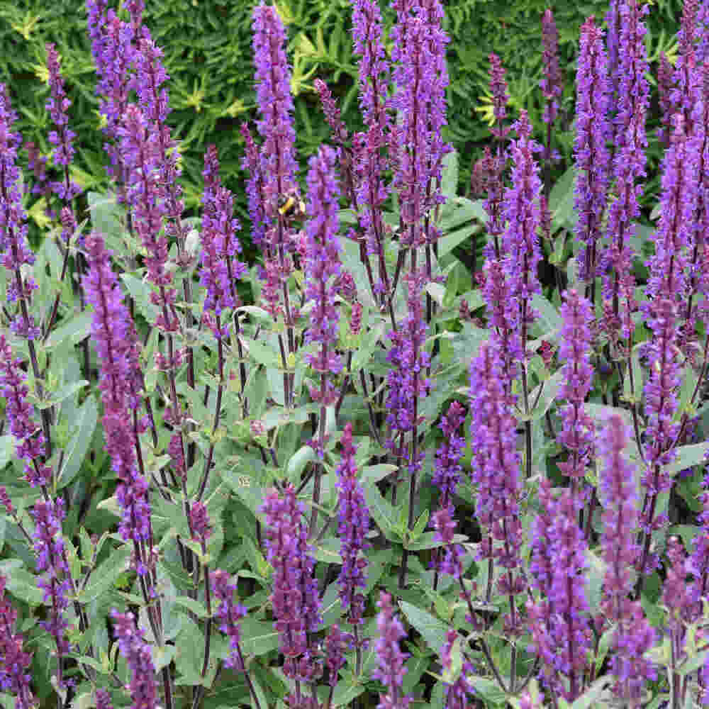 Salvia nemorosa 'Caradonna'