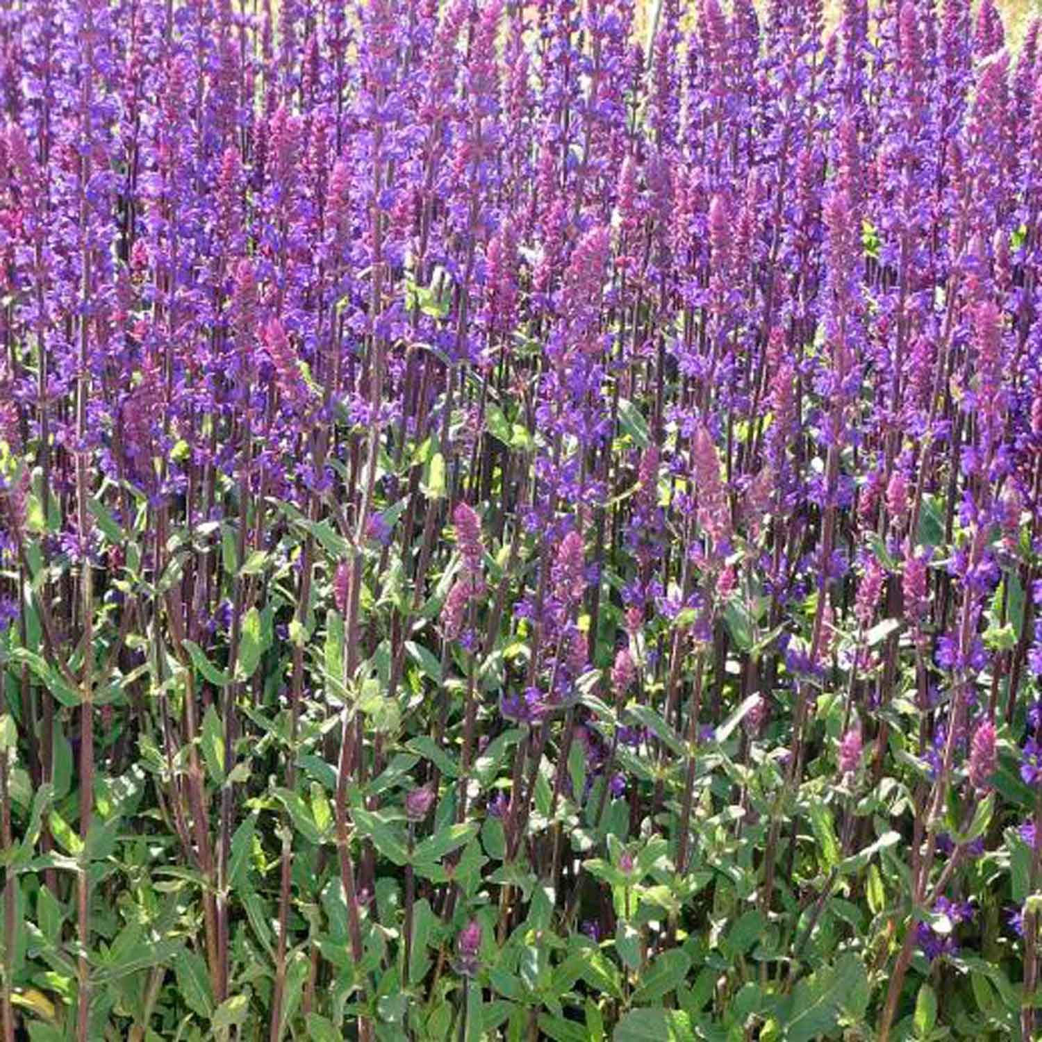 Salvia nemorosa 'Caramia' 11C