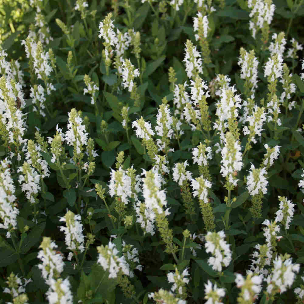 Salvia nemorosa 'Snow Hill' 1L / 13cm cm