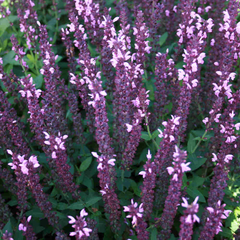 Salvia nemorosa Sensation 'Deep Rose' 1L / 13cm cm