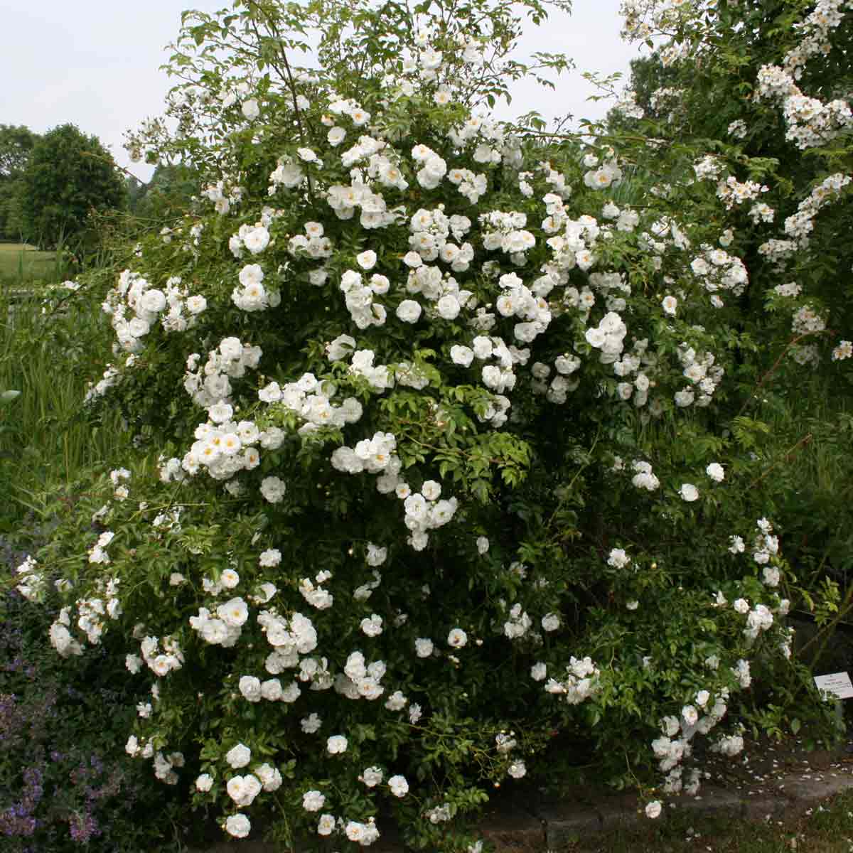 Climbing rose 'Sanders White Rambler'