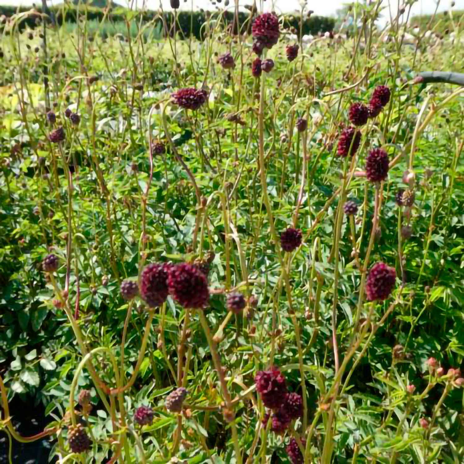 Sanguisorba hybrid 'Chocolate Tip'