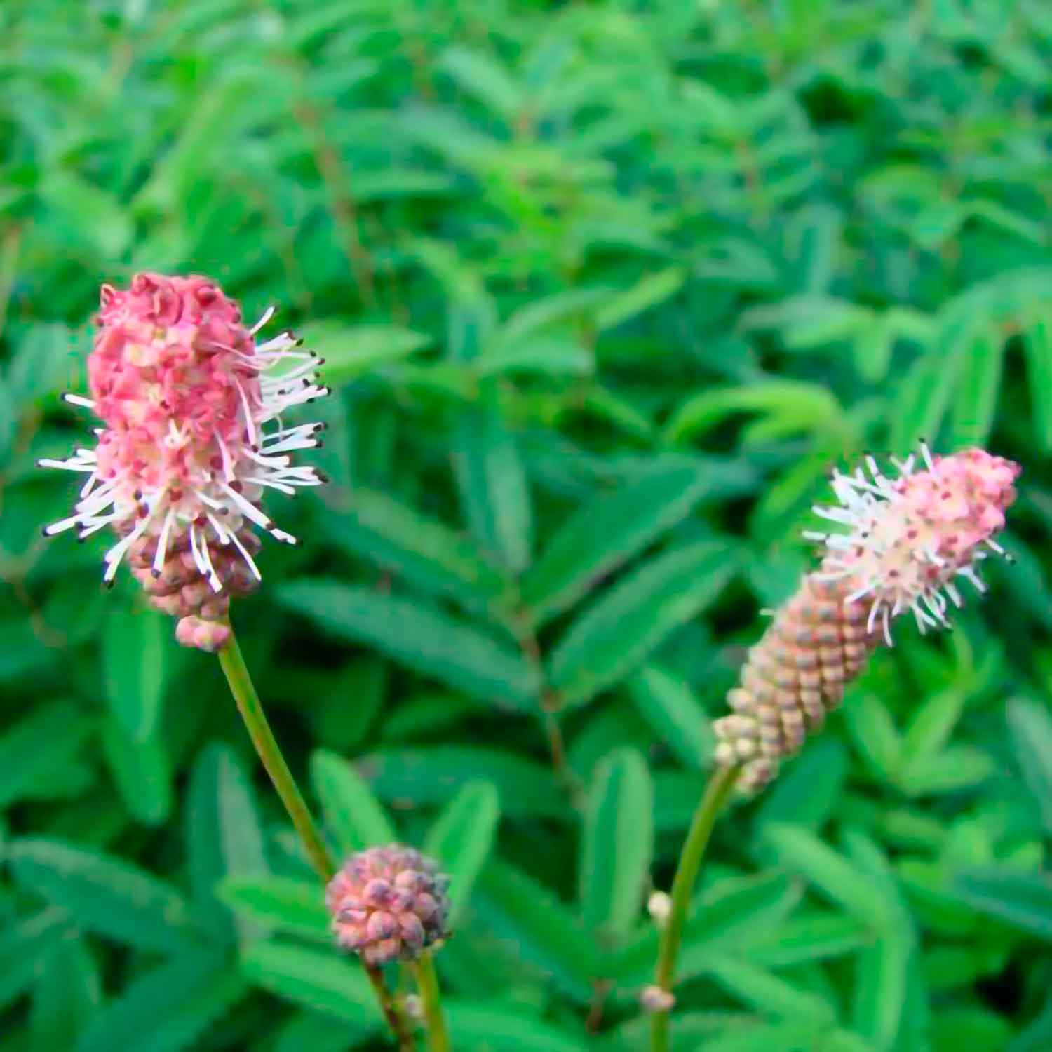 Sanguisorba officinalis 'Pink Tanna' 1L