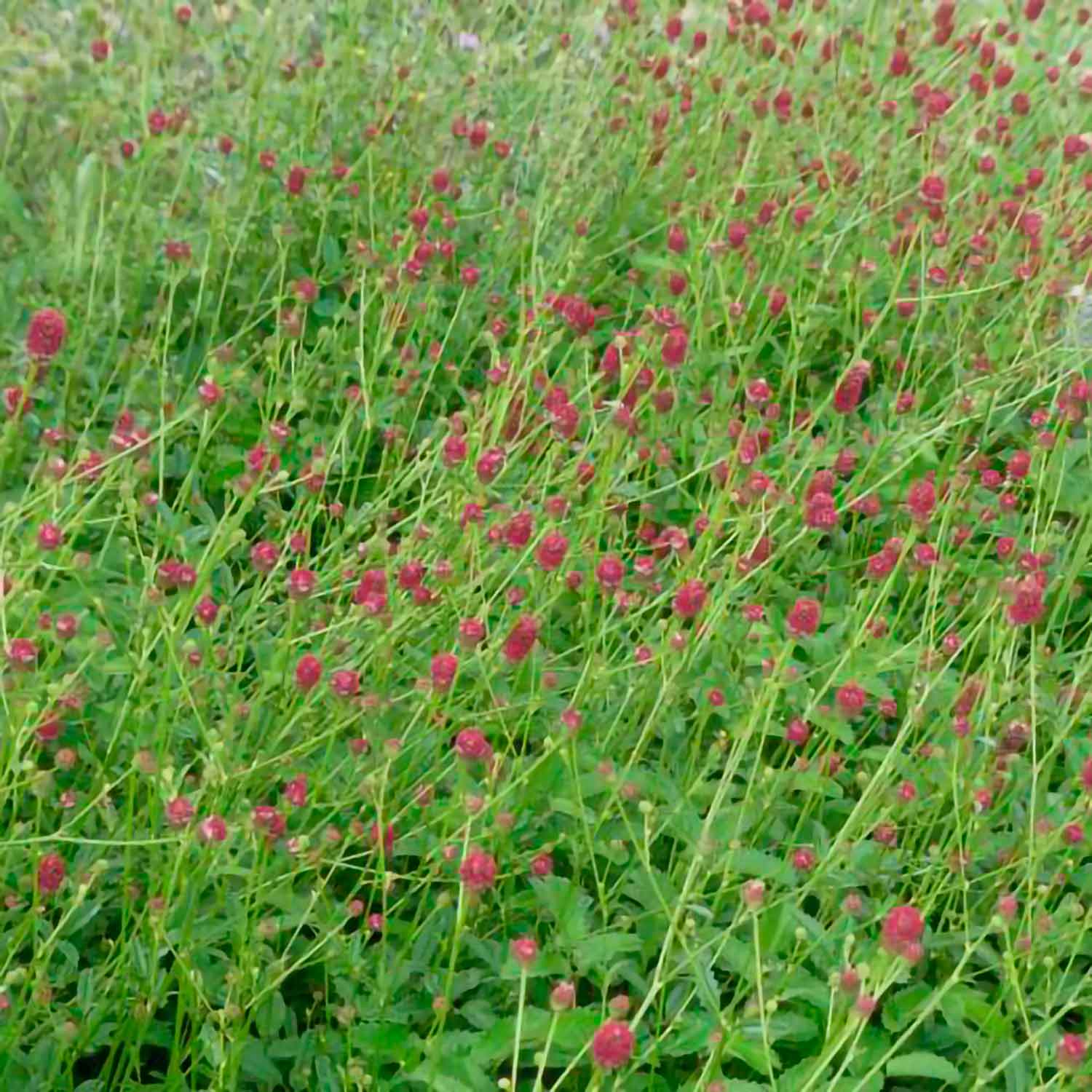 Sanguisorba officinalis 'Tanna' 11C