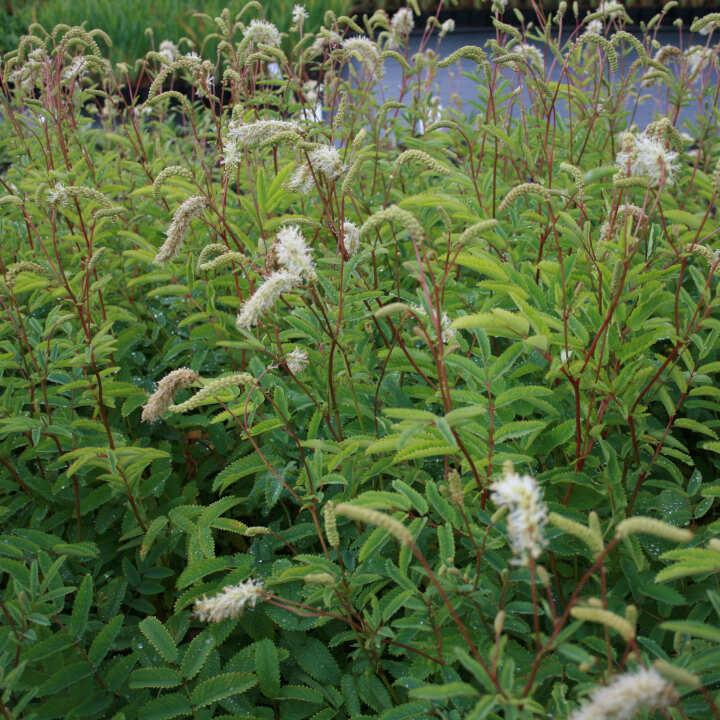 SANGUISORBA ALBA 3 L kruka