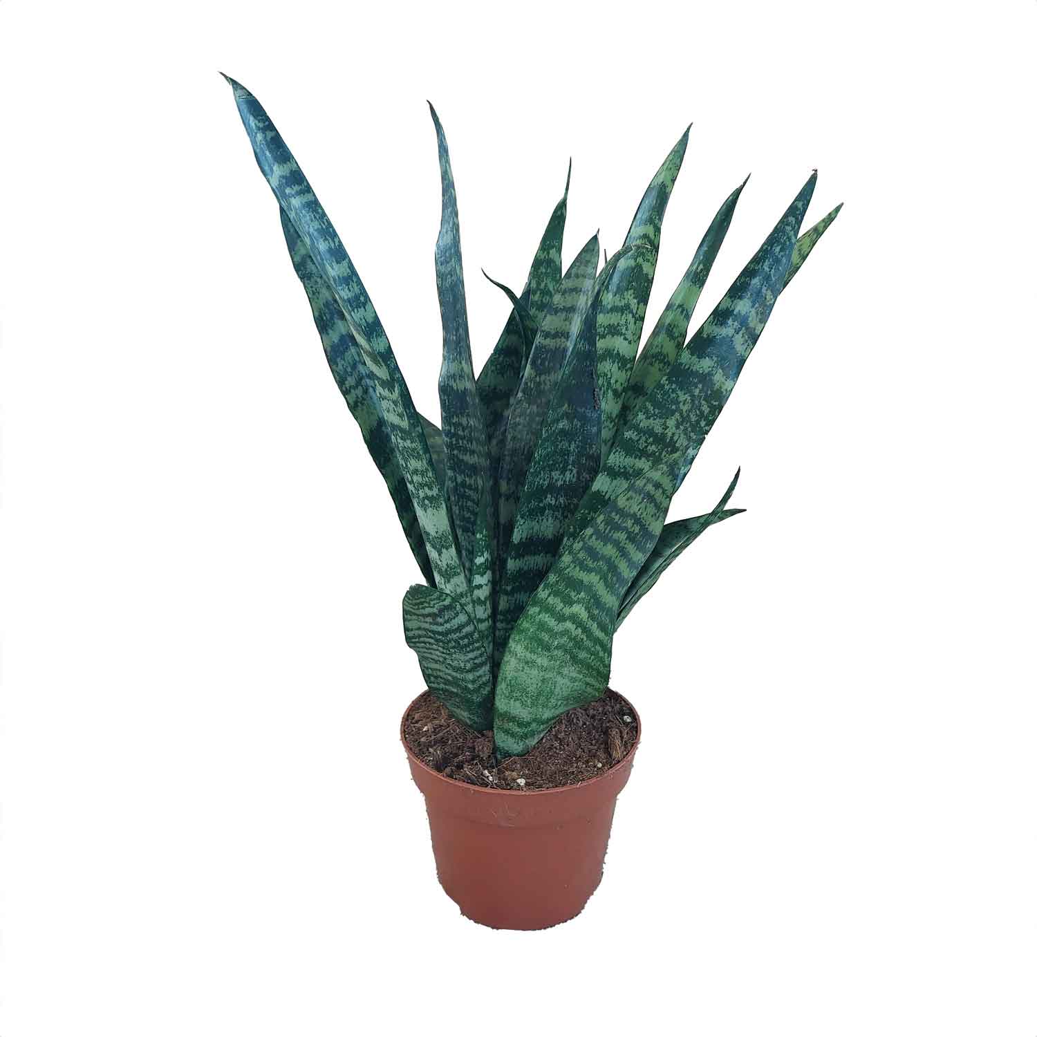 Sansevieria zeylanica 12cm