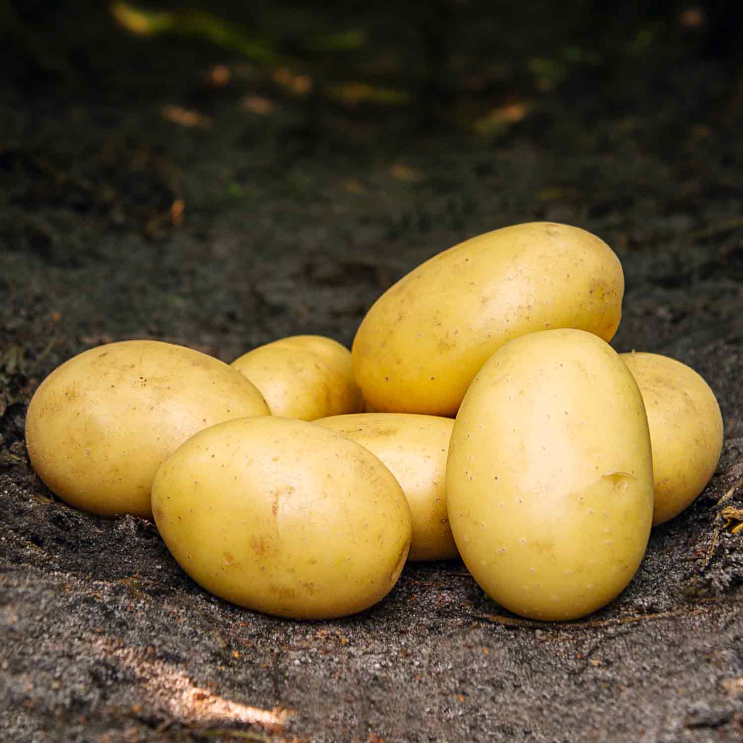 Seed potatoes - Santera - 1.5 kg