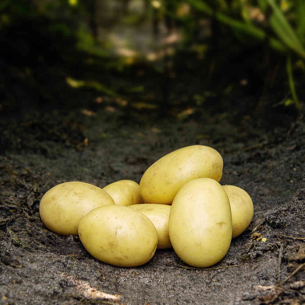 Læggekartoffel - Santera 10 kg.