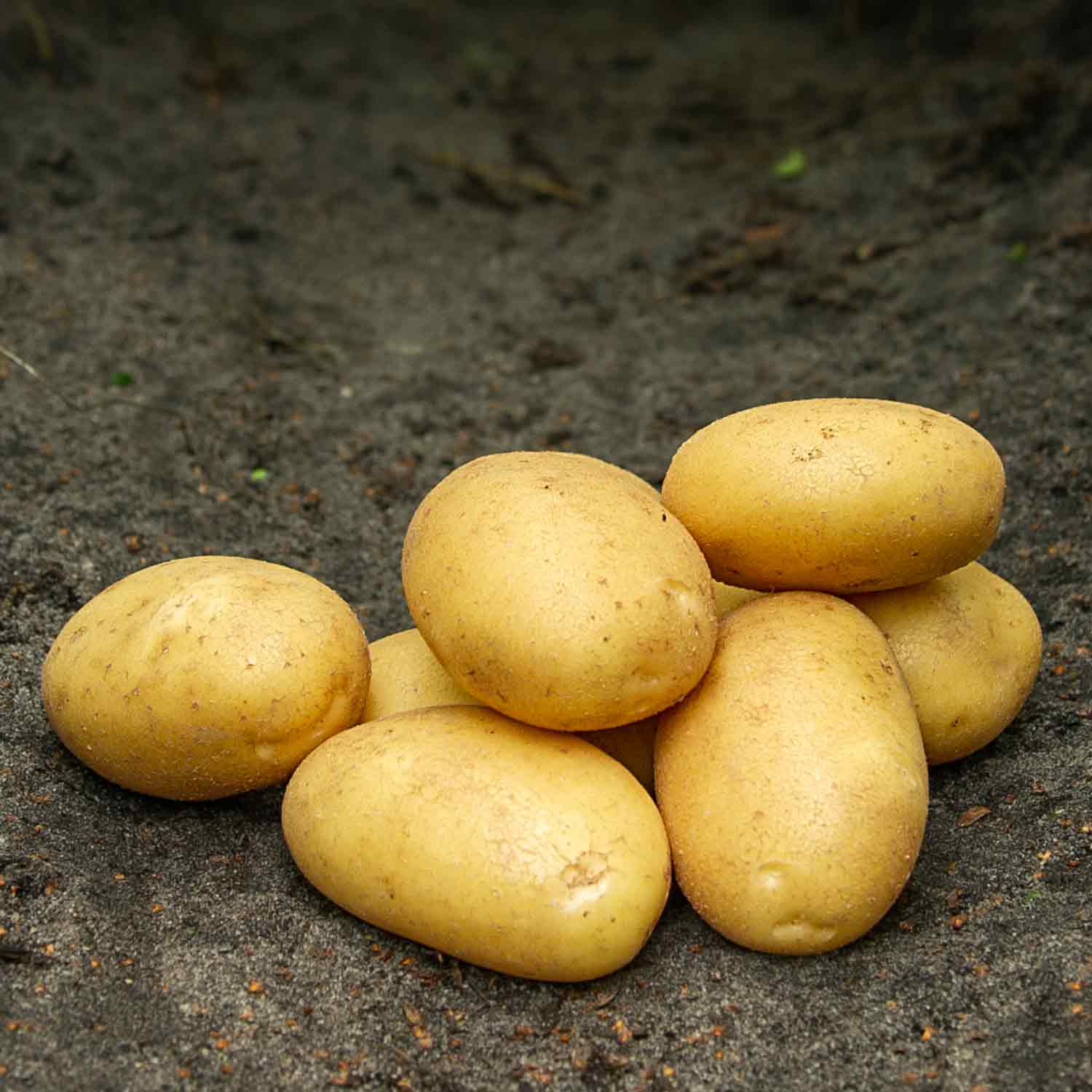 Seed potatoes - Sava - 1.5 kg - Organic