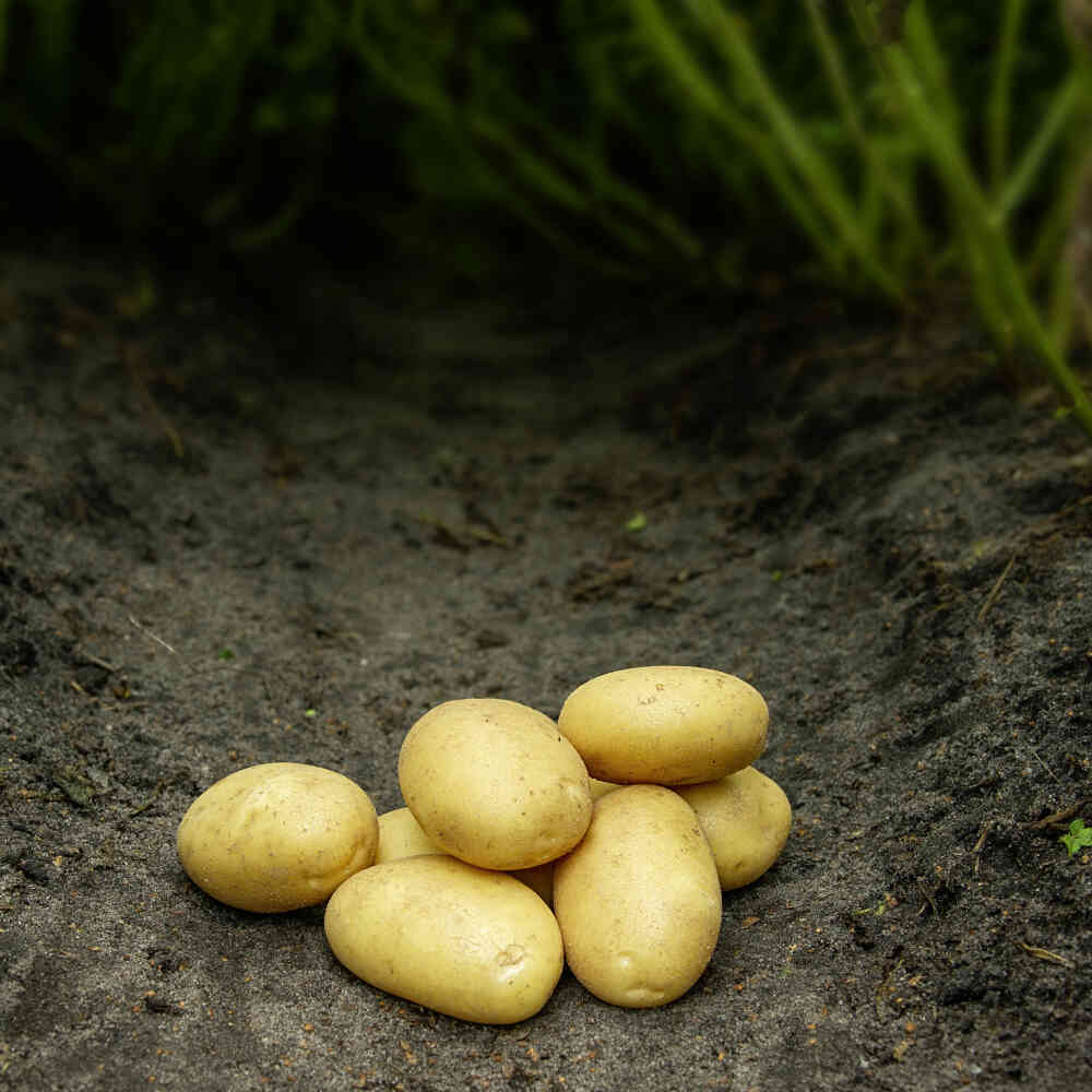 Seed potatoes - Sava - 10 kg