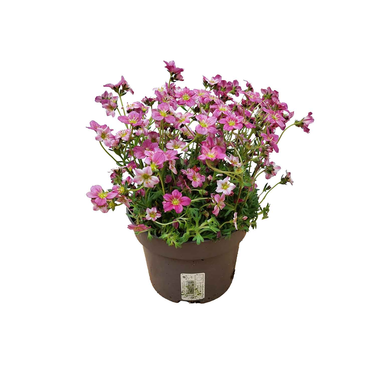 Saxifraga blandad 13cm