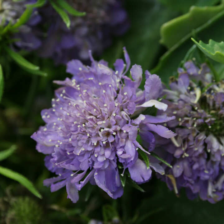 Scabiosa columbaria Butterfly Blue 13cm kruka