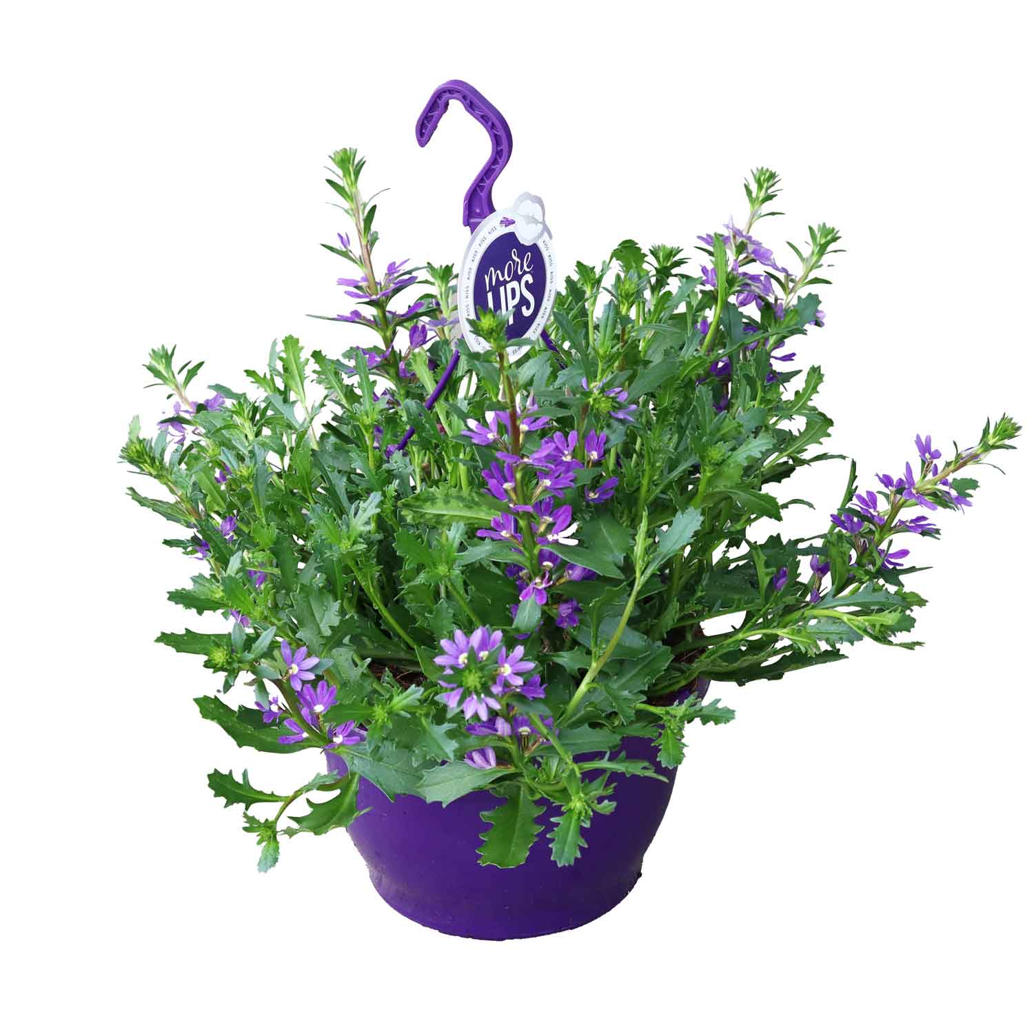 Scaevola aemula Blue Touch25, 50 