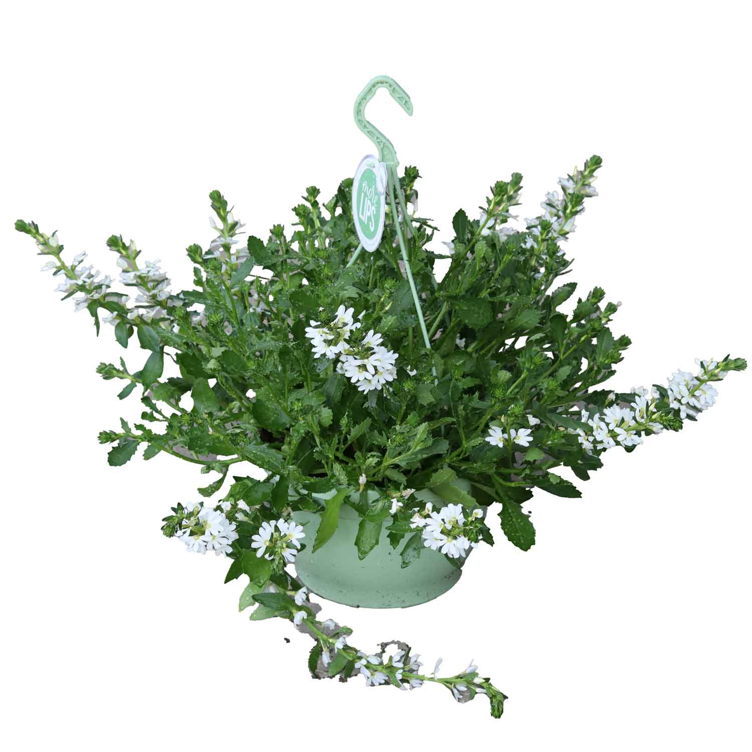 Scaevola aemula White Touch25, 50 