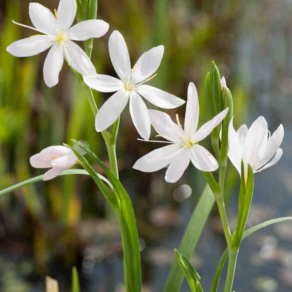 Schizostylis coccinea Alba 9 cm. pott.