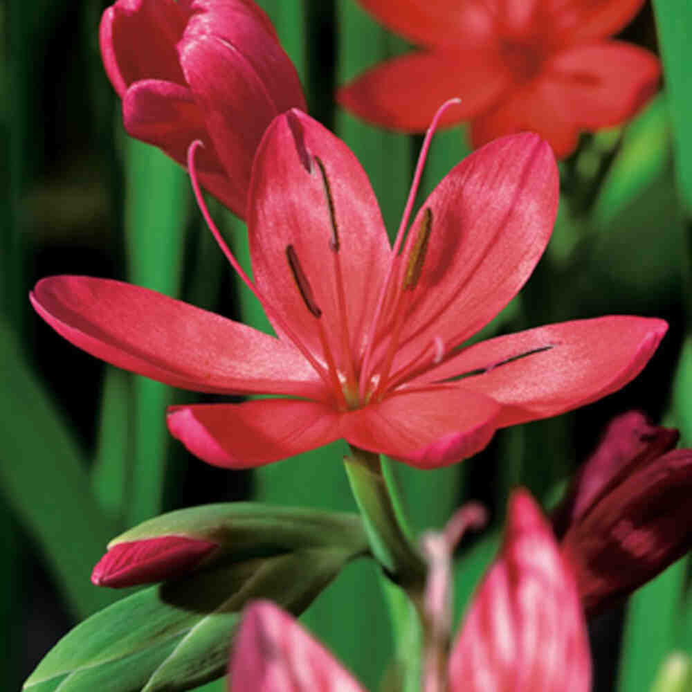 Schizostylis coccinea major  p9