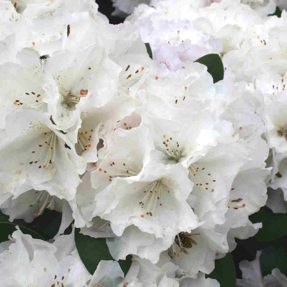 Rhododendron yakushimanum 'Schneekrone' 60cm Stam. C10