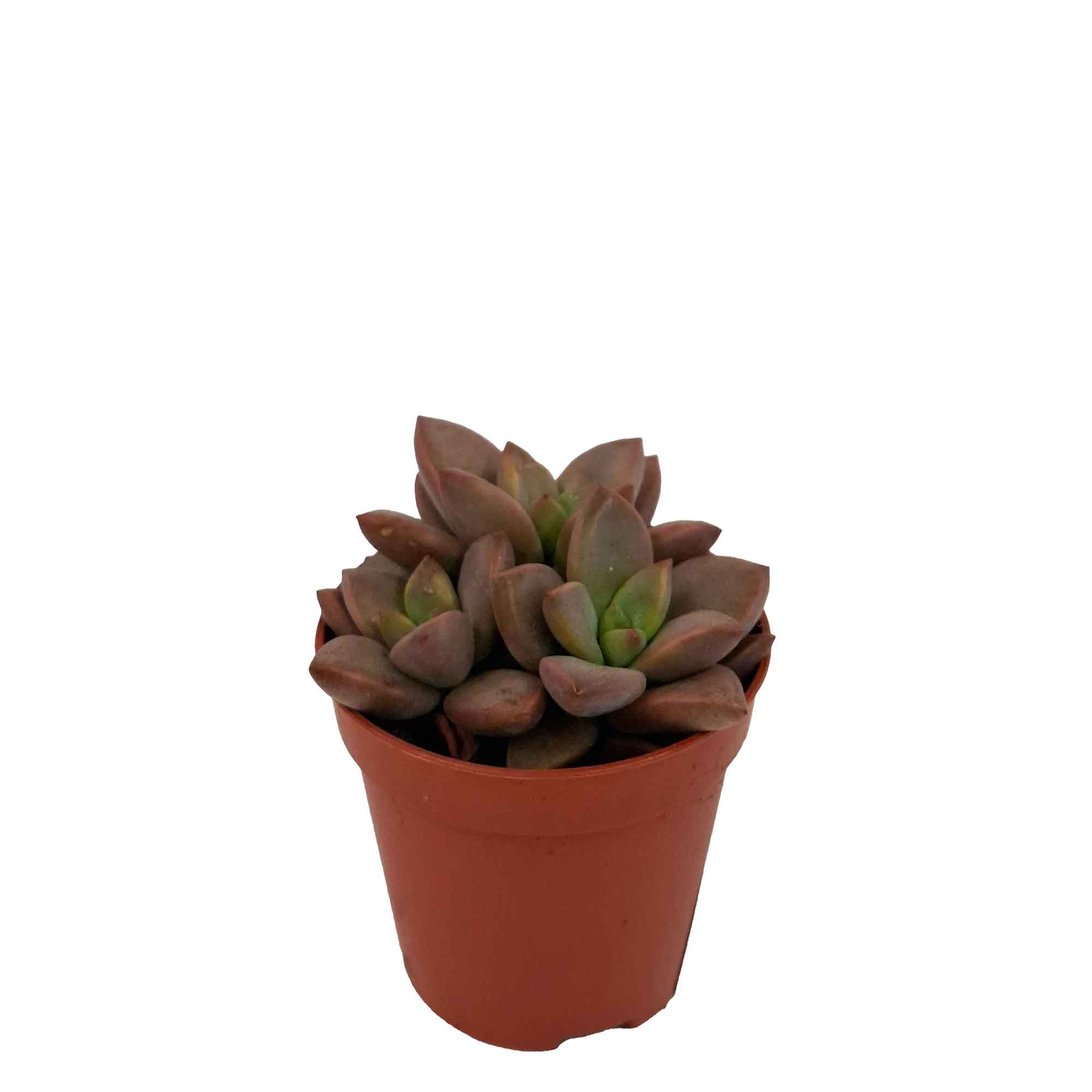 Sedum Bordeaux Hjärta 5,5cm