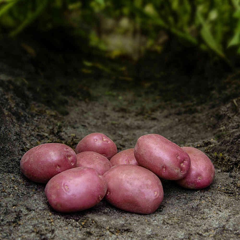 Seed potatoes - Senna - 1.5 kg