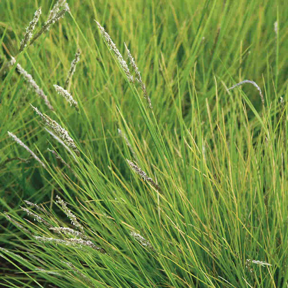 Sesleria autumnalis 10 cm