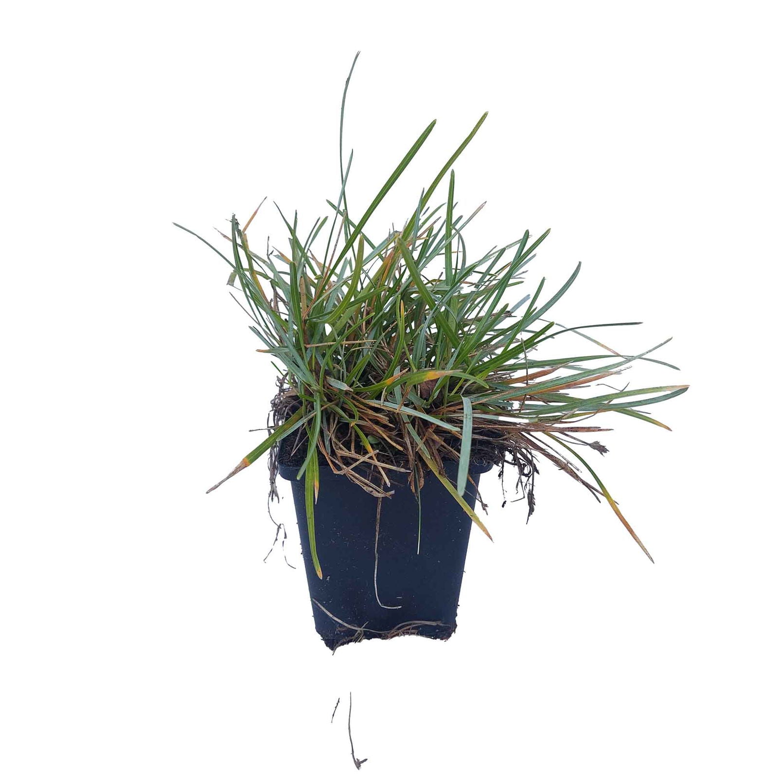 Sesleria caerulea P9