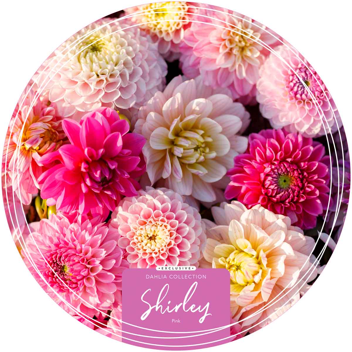 Exclusive Collection Dahlias 'Shirley'