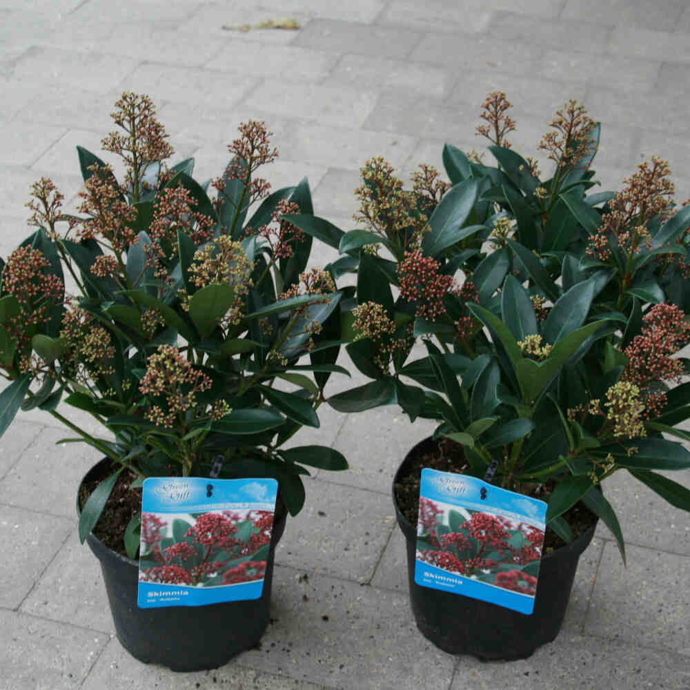 Skimmia j. 'Rubella' C3/P19 30-40 CM