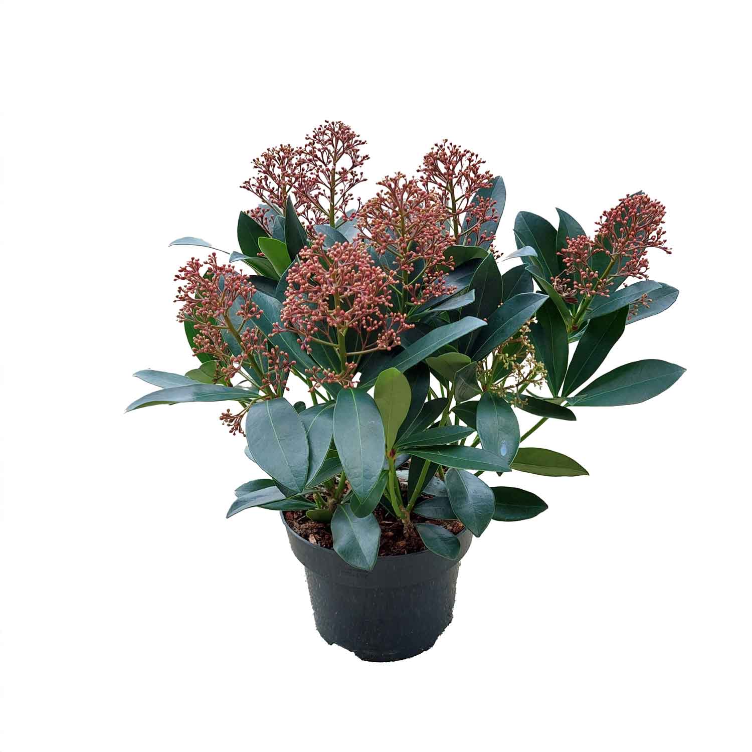 Skimmia jap. 'Rubella' 17cm