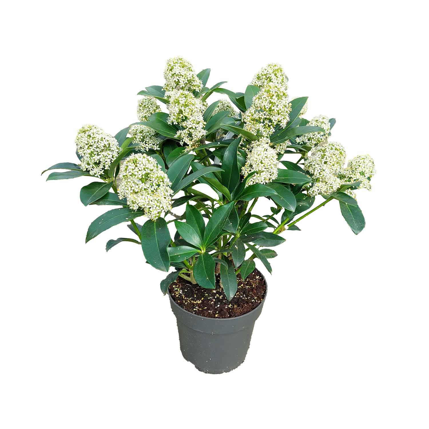 Skimmia japonica 'White Globe' (pbr) C 3 30- 40