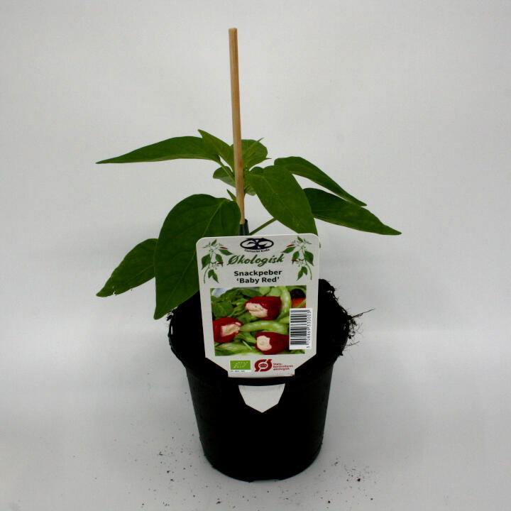 Pepper plant 'Baby Red' 11.5 cm. pot.