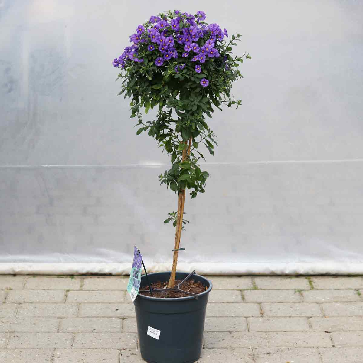 Solanum rant. Blue Fountain stamme 24cm