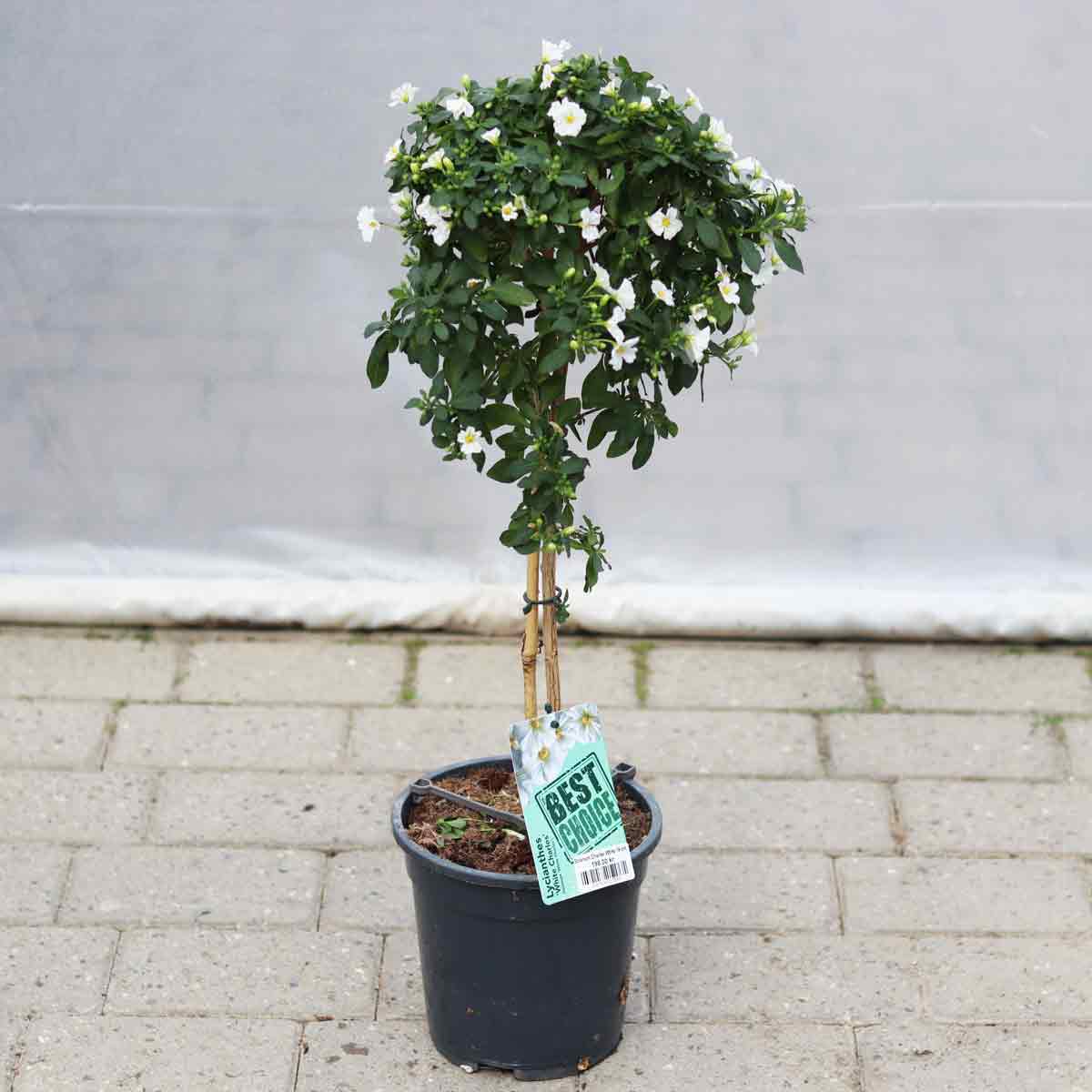 Solanum Charles White 19cm on stem