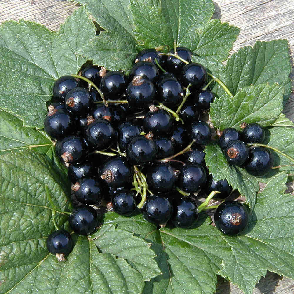 Blackcurrant on stem - Ribes nigrum 'Titania'