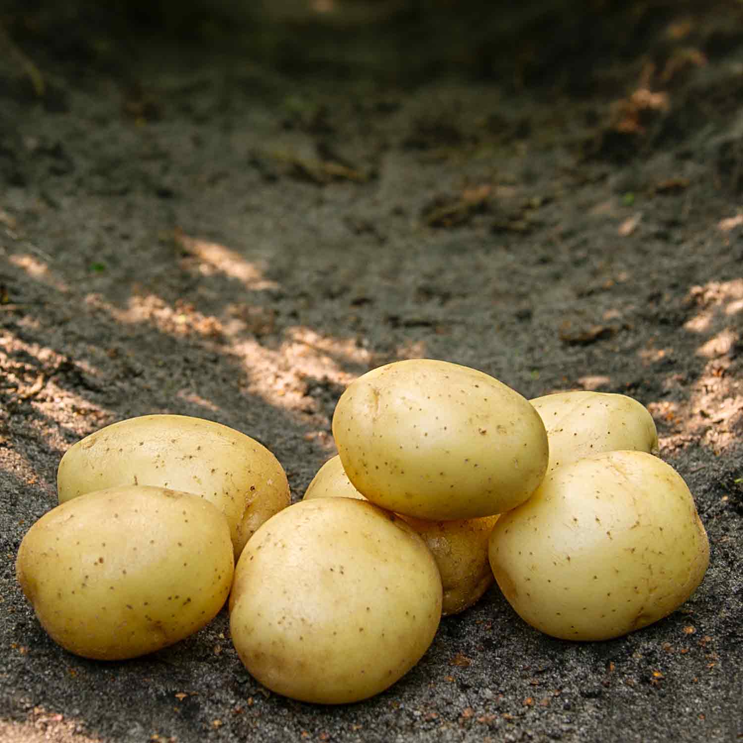 Seed potatoes - Soloist - 1.5 kg - Organic