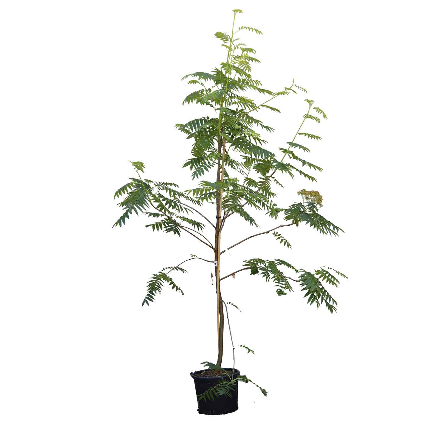 SORBUS AUCUPARIA 'DODONG'