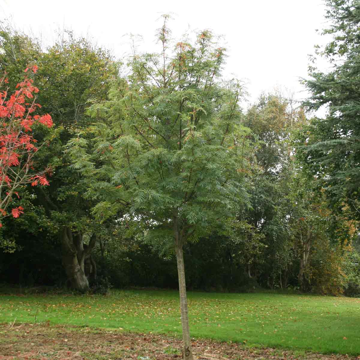 Koreansk røn - Sorbus commixta 'Dodong'