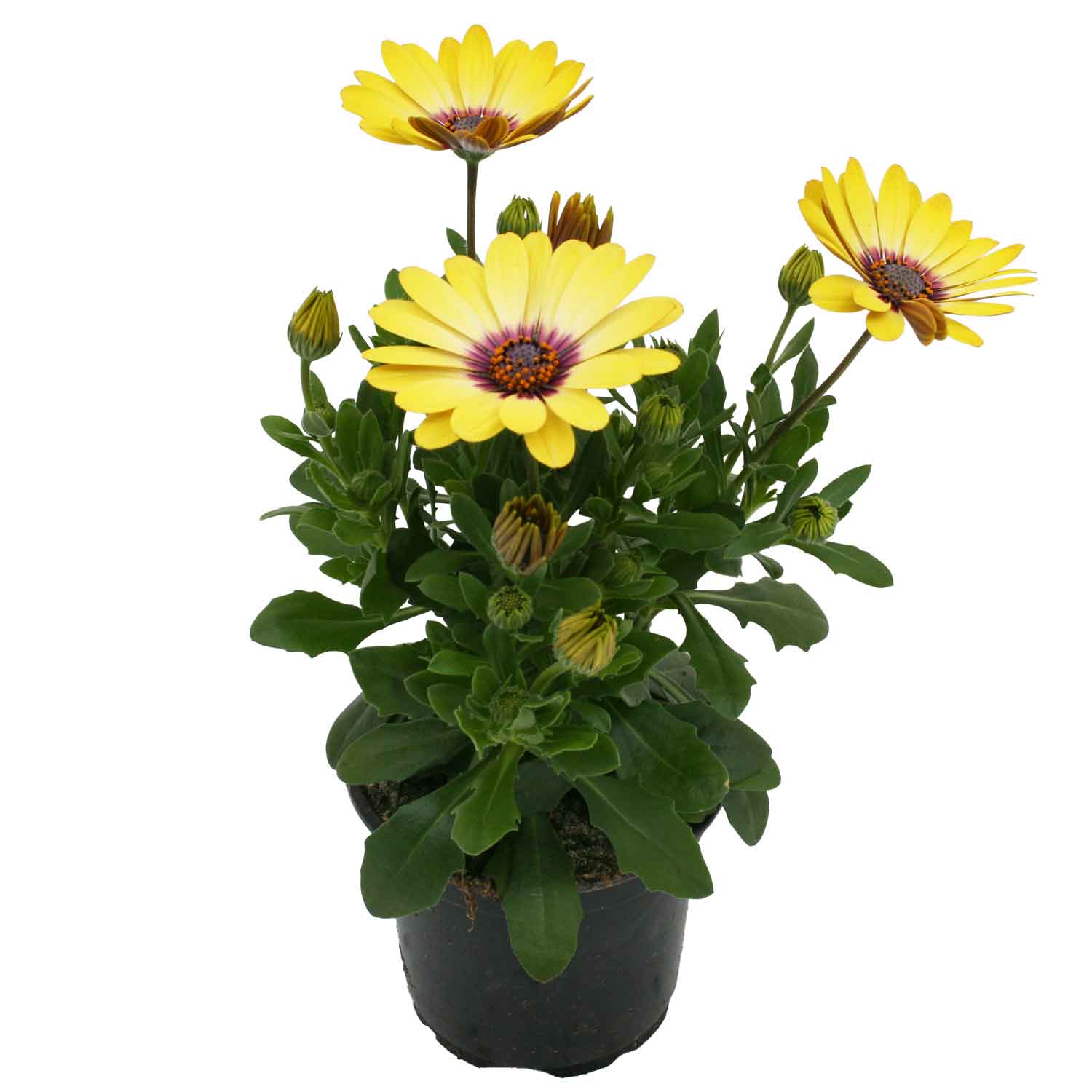 Spanish Daisy - Osteospermum ecklonis 10.5 cm. pot.