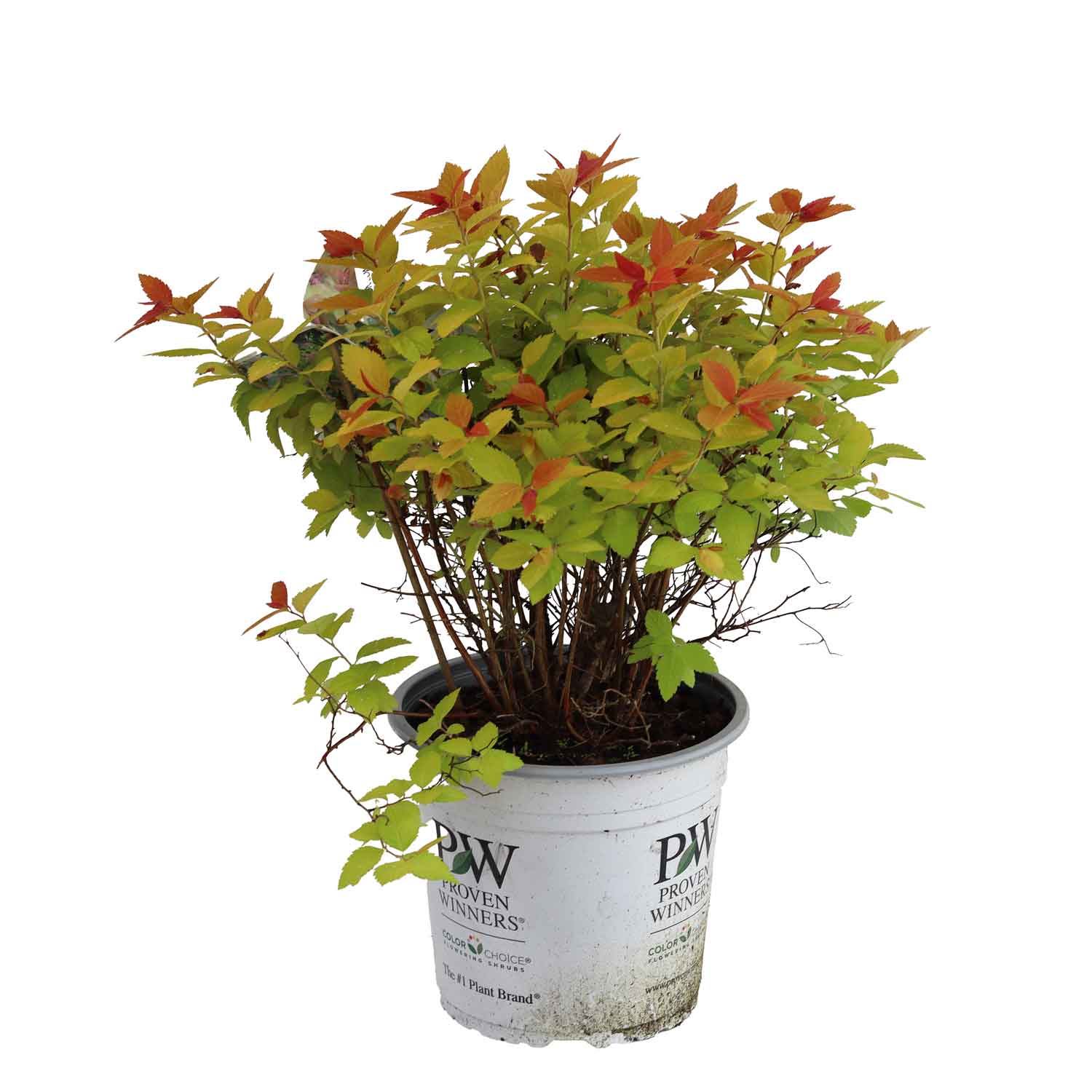 Spiraea - Spiraea Double Play® 'BIG BANG' PW