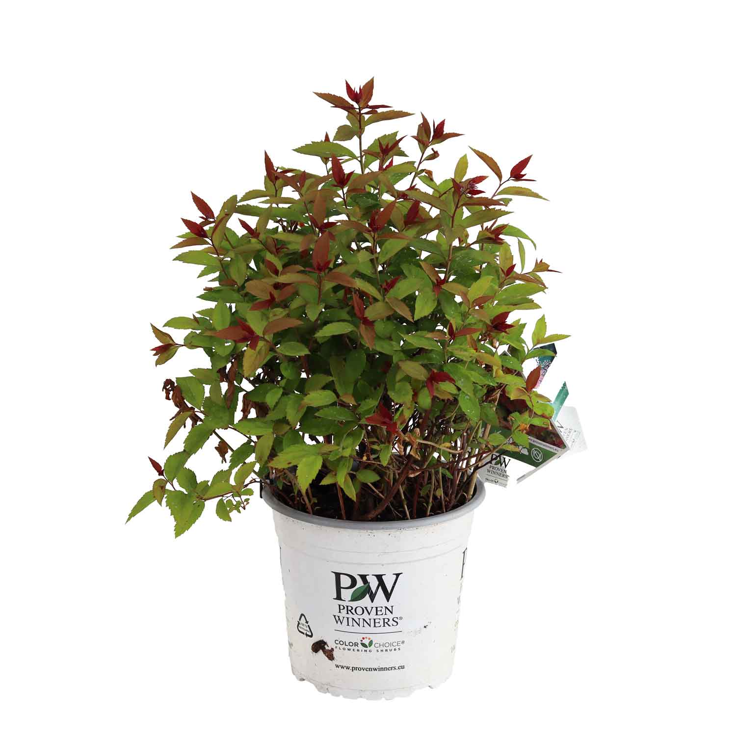 Spiræa - Spiraea Double Play® 'RED' PW