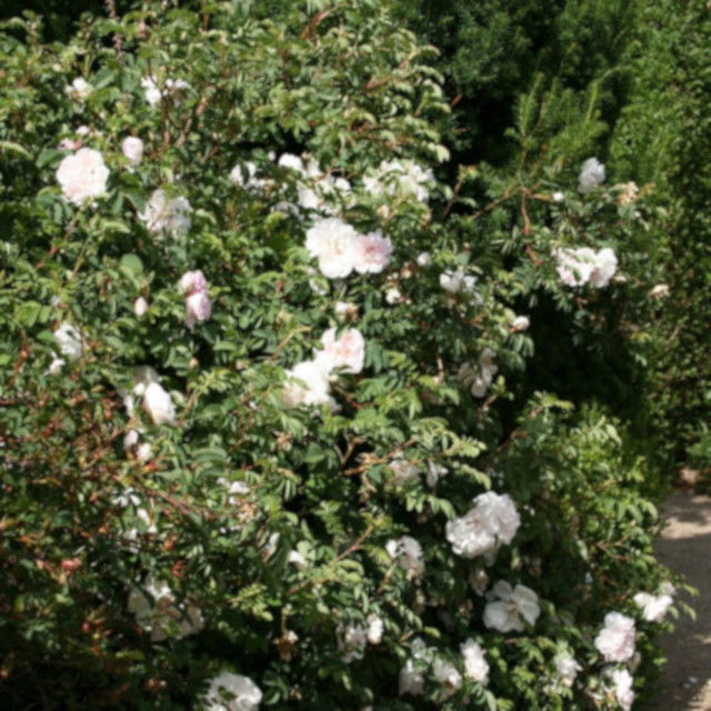 Klitrose pimpinellifolia 'Stanwell Perpetual